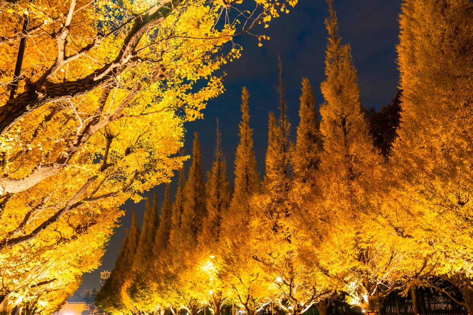 Meiji Jingu Gaien Autumn Leaves Illumination - Late Nov 2025