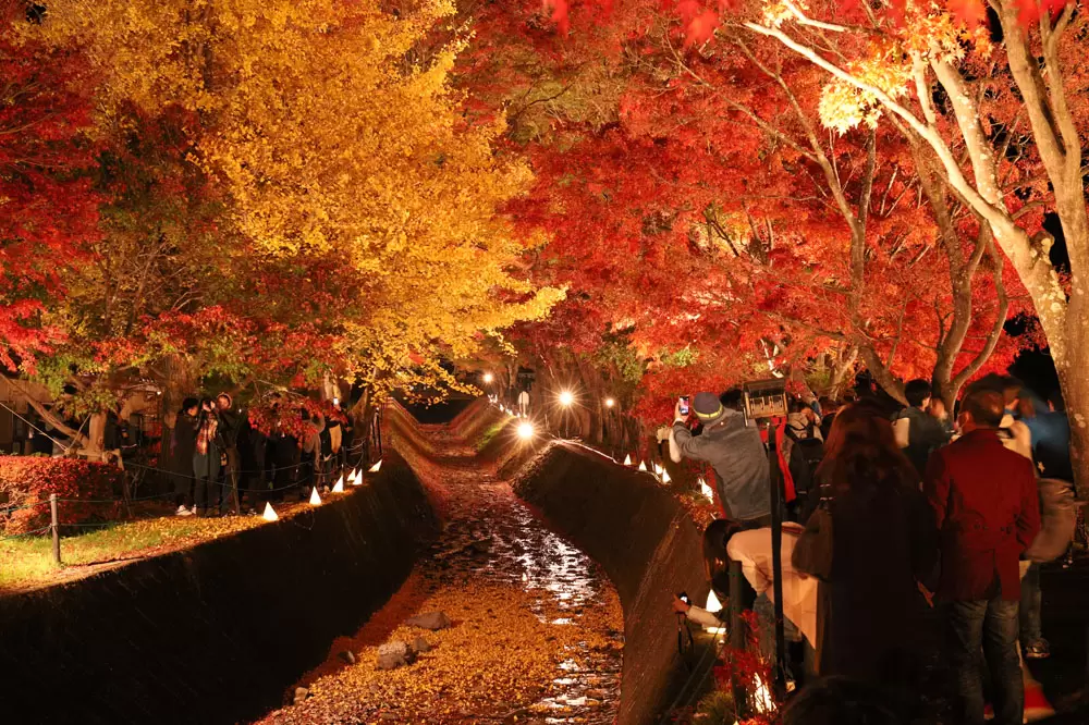 Kawaguchiko maple corridor - Access, Business Hours, Nearby Spots - Japan  Travel Guide MATCHA