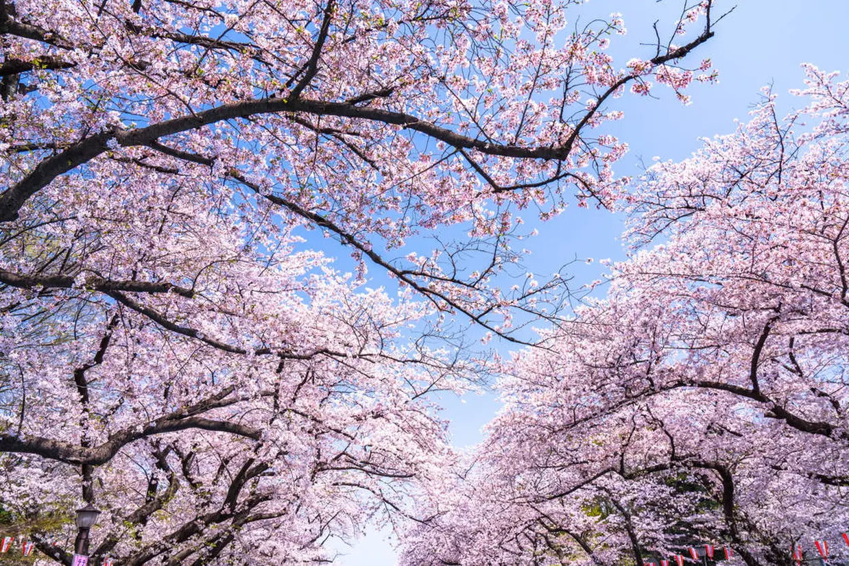 A Complete Guide to Ueno Park: Enjoy Nature and Art! List of Tourist  Attractions Such as Zoo and Museum - Holiday Travel