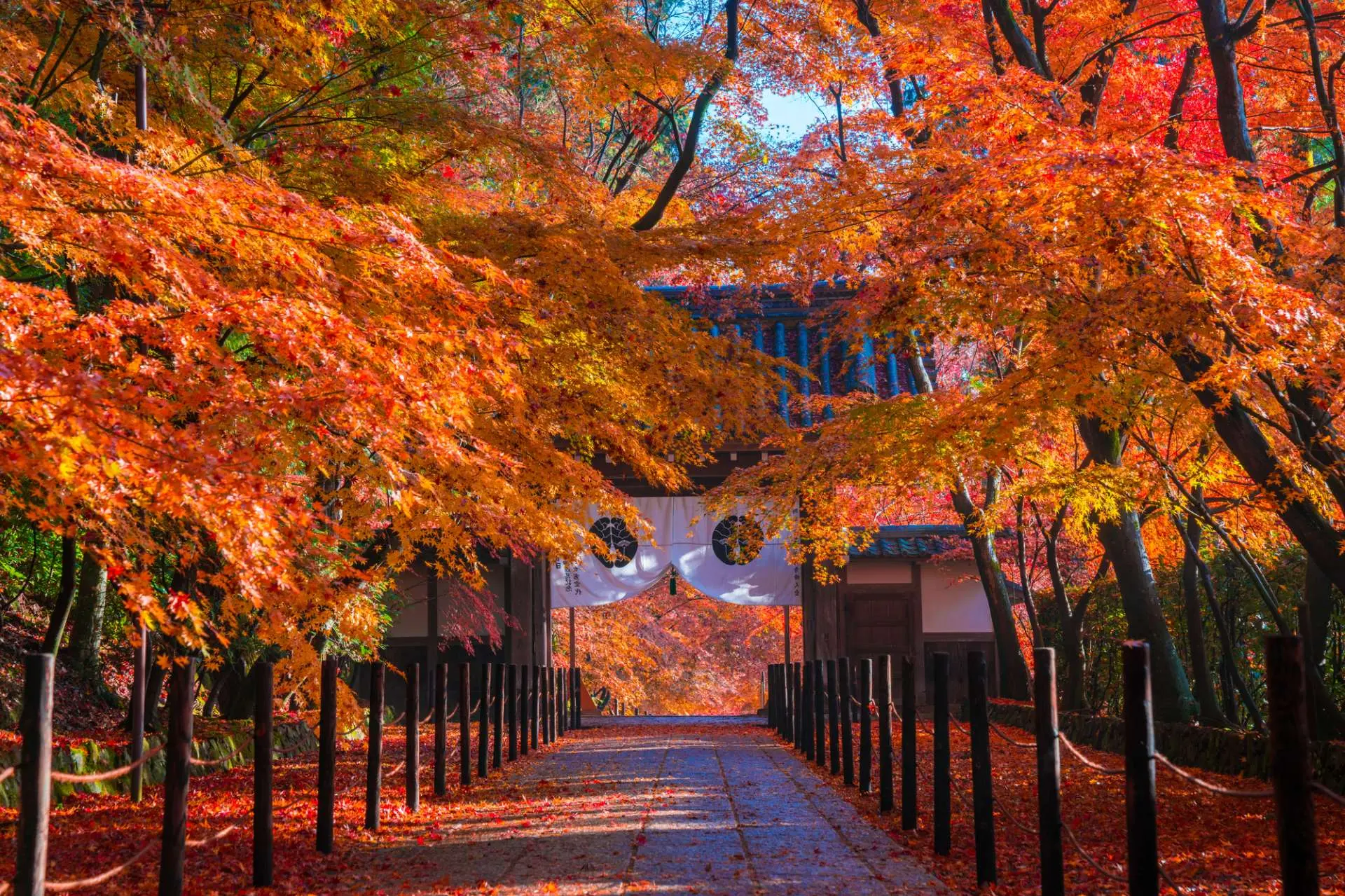 Fall Vibes Across the Ancient Capital! 13 Best Places to See Autumn Leaves  in Kyoto. | GOOD LUCK TRIP