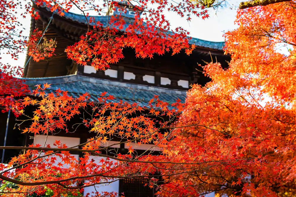 Enjoy the autumn foliage spots in Kyoto City, Kyoto Prefecture, Japan in  video clips. From famous spots to hidden gems! It's like a moving painting!  - Travel｜COOL JAPAN VIDEOS｜A Website With Information