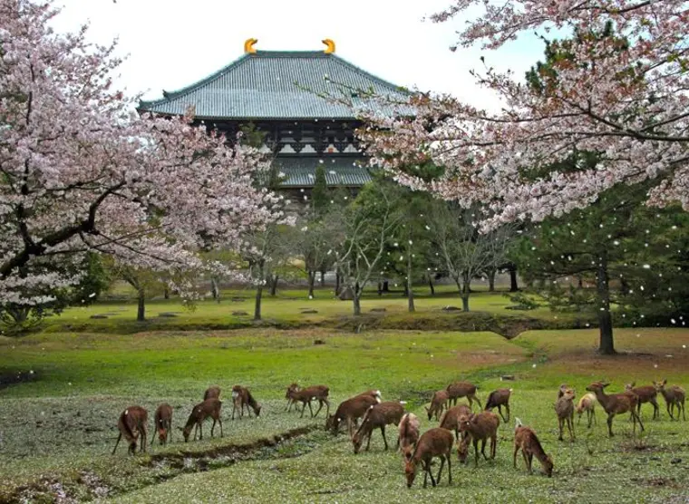 Nara Koen | Japan Experience