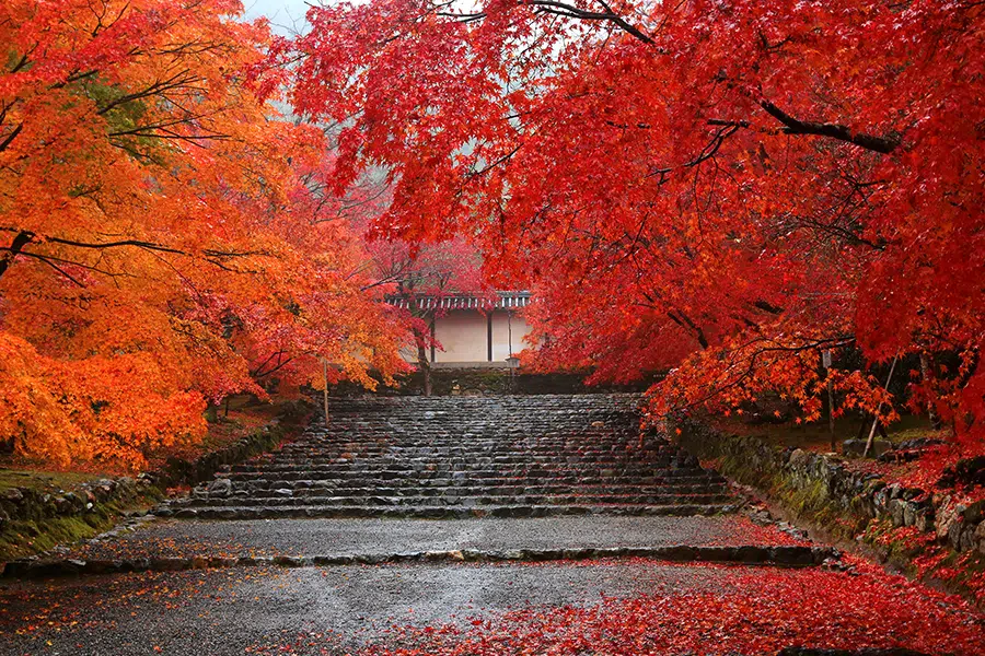 Mejores lugares de Kioto para ver colores del otoño o momiji ⛩️