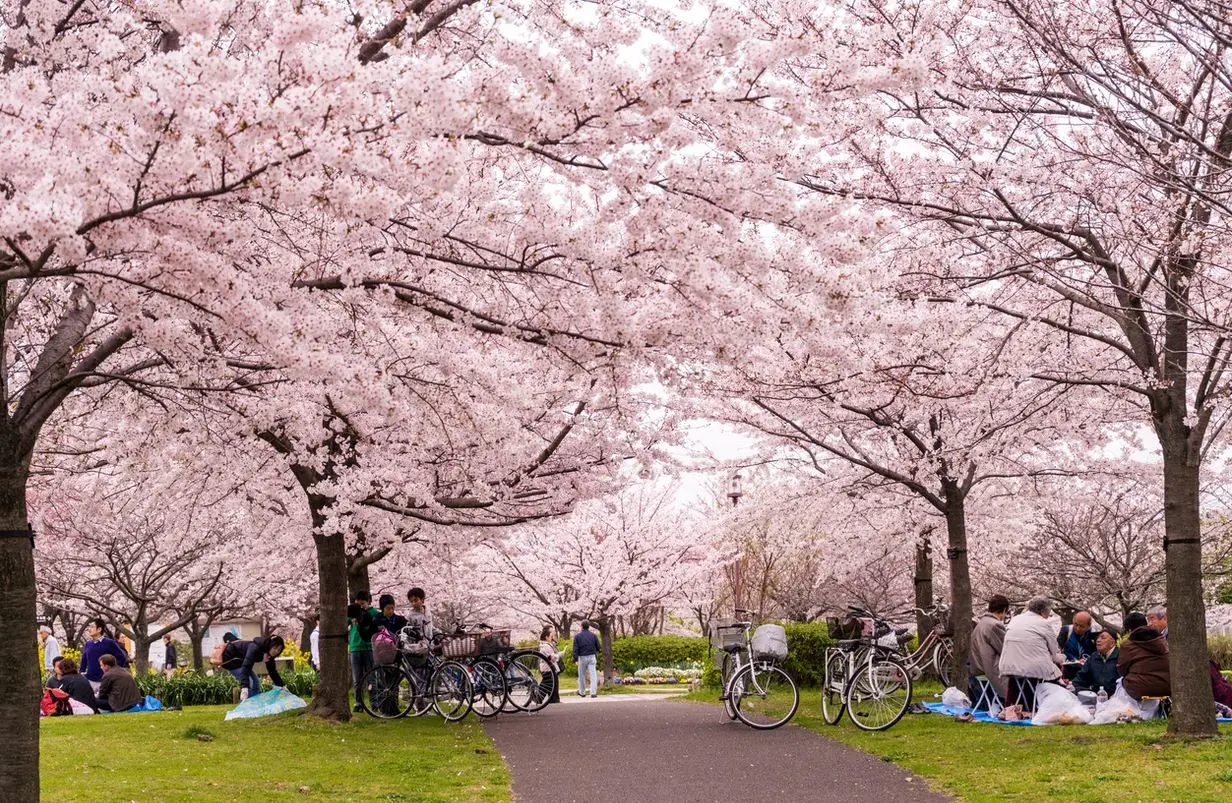 Musim bunga sakura di Jepang diperkirakan tiba lebih awal dari biasanya -  Focus on Travel News