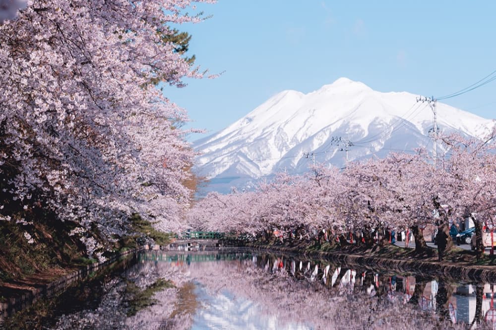 Musim Semi di Jepang: Prakiraan Bunga Sakura 2025 | Travel Japan (Japan  National Tourism Organization)