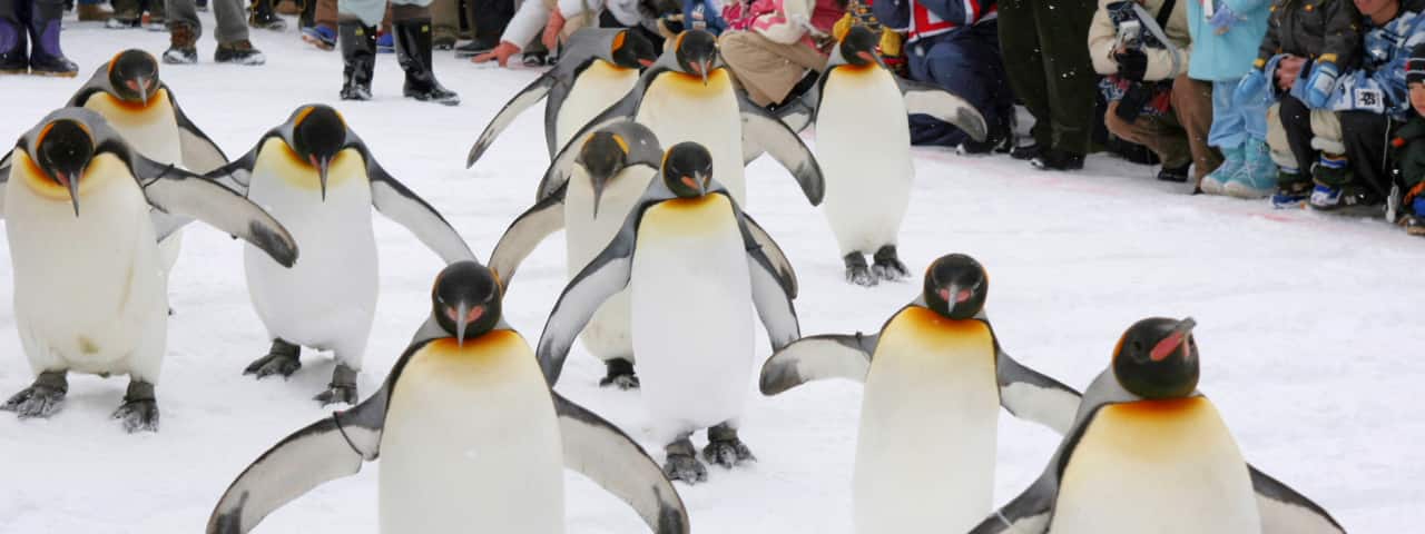 So many attractions around Asahiyama Zoo! Enjoy Hokkaido gourmet at Asahiyama Yuki-no-Mura. - Japan Travel Planner - ANA