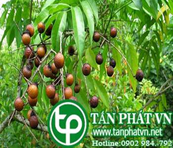 Địa chỉ bán bồ hòn tại tphcm chữa ho trừ đờm