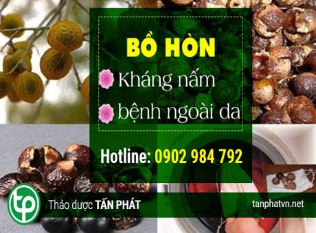 giới thiệu bồ hòn