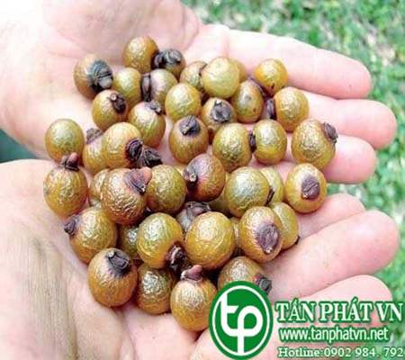 địa chỉ bán bồ hòn tại tphcm