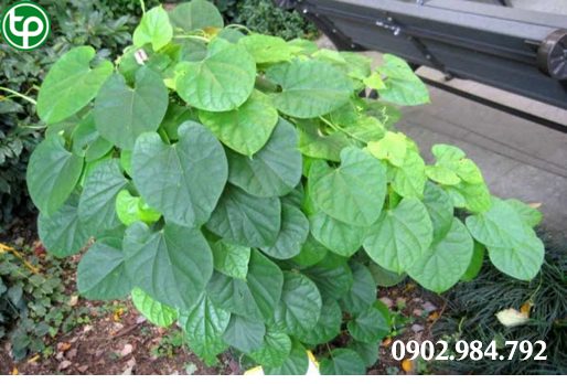 dây đau xương bán tại tphcm