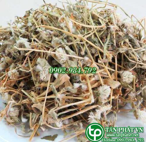 cây nở ngày đất bán tại tphcm