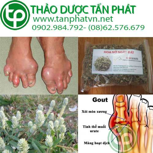 Địa chỉ bán cây nở ngày đất tại tphcm trị bệnh tiểu đường, gout