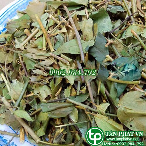 sản phẩm cao chè vằng