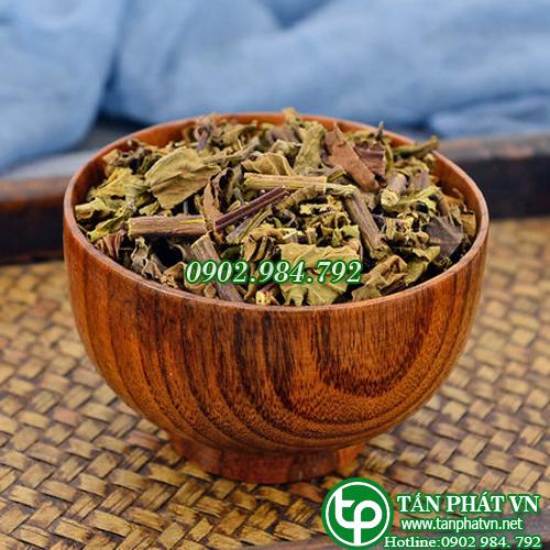 Cây râu mèo điều trị bệnh suy thận