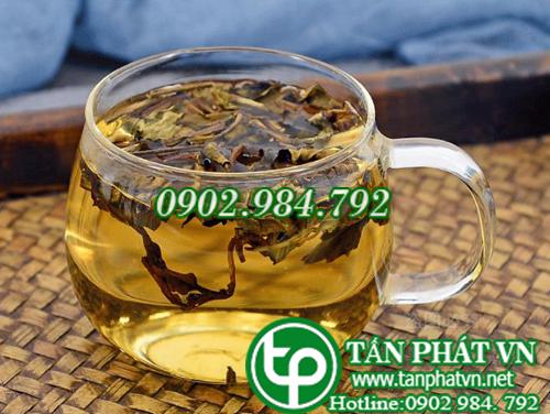 Địa chỉ bán cây râu mèo tại tphcm điều trị bệnh suy thận