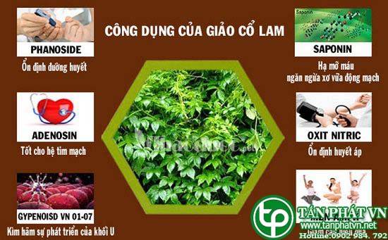 bán chè dây sapa tại tphcm