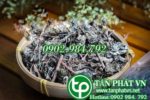 Những công dụng của chè dây sapa