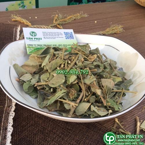 Địa chỉ bán kim tiền thảo tại tphcm
