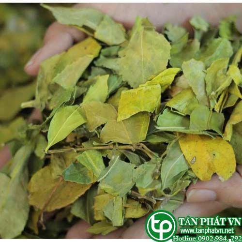 Chè dung sấy khô