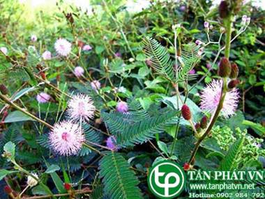 Địa chỉ bán cây cỏ ngươi tại tphcm