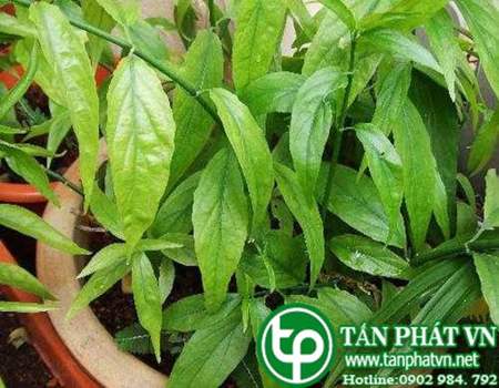 địa chỉ bán cây xương khỉ tại tphcm