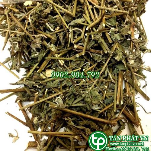 Cây cỏ xước sấy khô