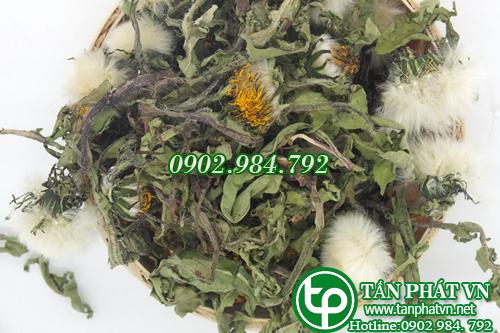 Địa chỉ bán bồ công anh tại tphcm