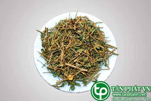 Địa chỉ bán cà gai leo tại tphcm chữa viêm gan