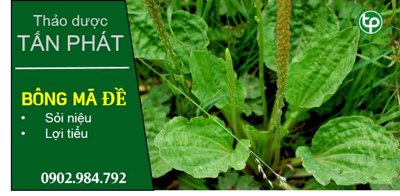 Địa chỉ bán cây mã đề tại tphcm