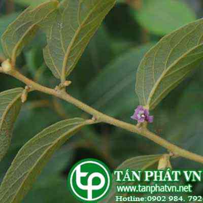 Địa chỉ bán cây an xoa tại tphcm