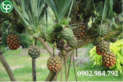 Địa chỉ bán dứa dại tại tphcm