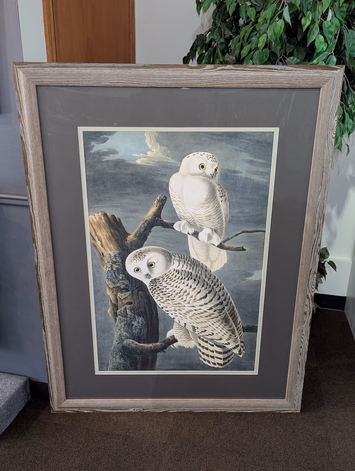 Owl_For_Winter_Picture