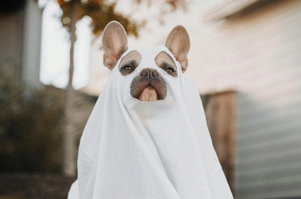 30+ Spooktacular Halloween Sales Promotion Ideas and Examples in 2025