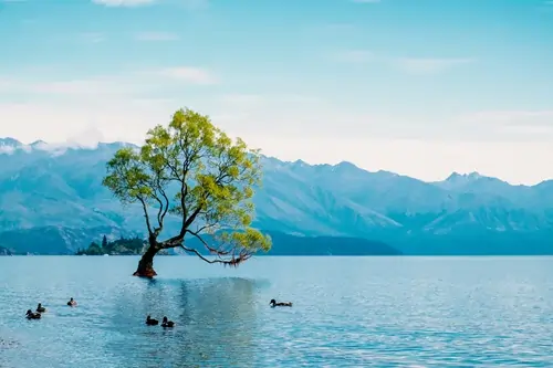 wanaka tree new zealand