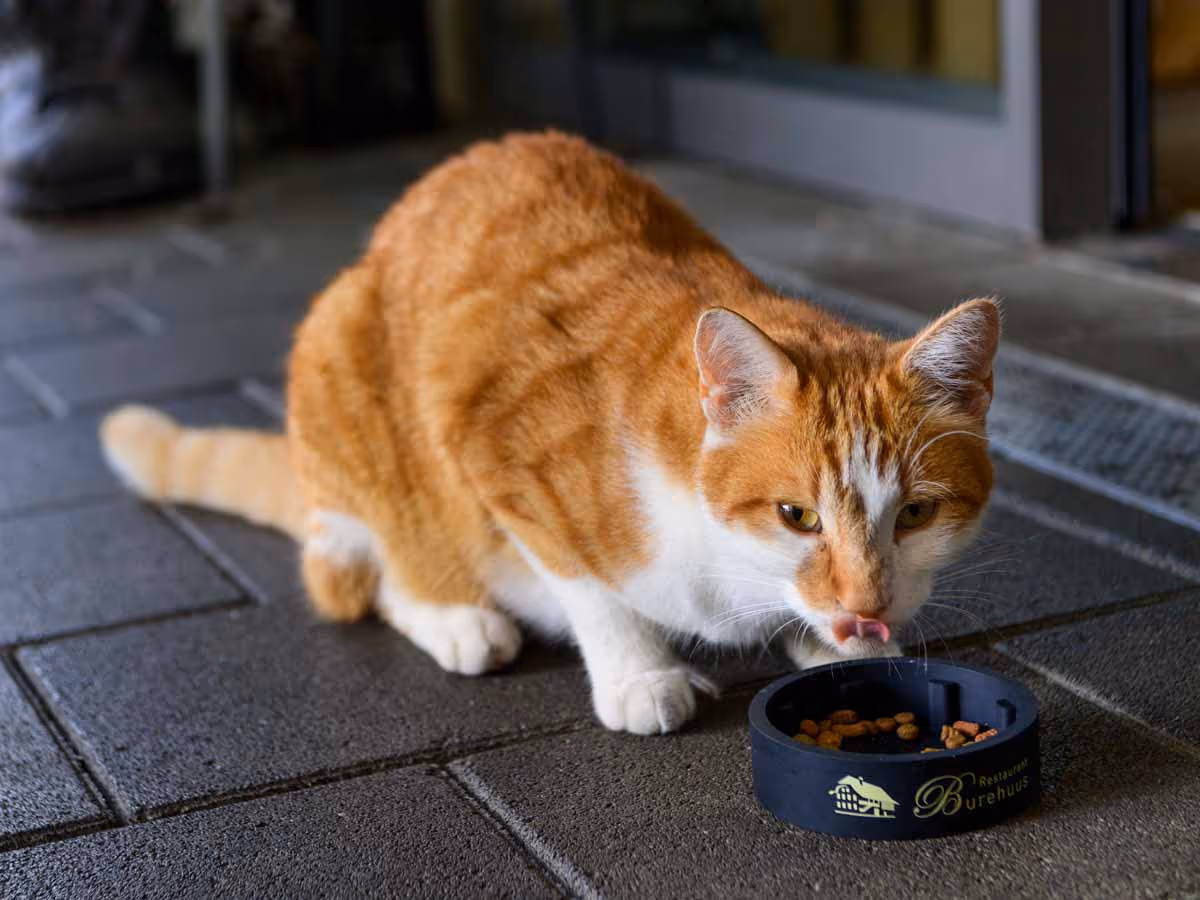 Rot weisse Katze trinkt Wasser