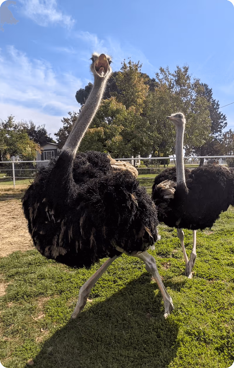 Ostriches in a farm setting, showcasing their distinctive black feathers and long necks, representing sustainable animal management in homesteading.