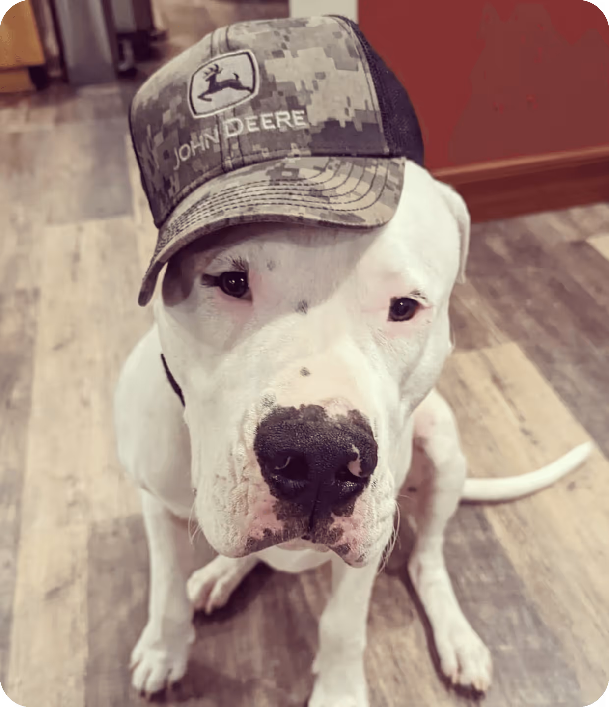 Dogo Argentino dog wearing a John Deere cap, sitting on wooden floor, showcasing farm life and companionship.