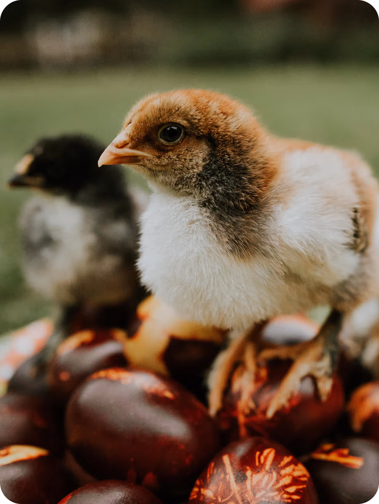 Chick standing on colorful eggs, representing poultry management and hatch success in FarmKeep's software solutions.