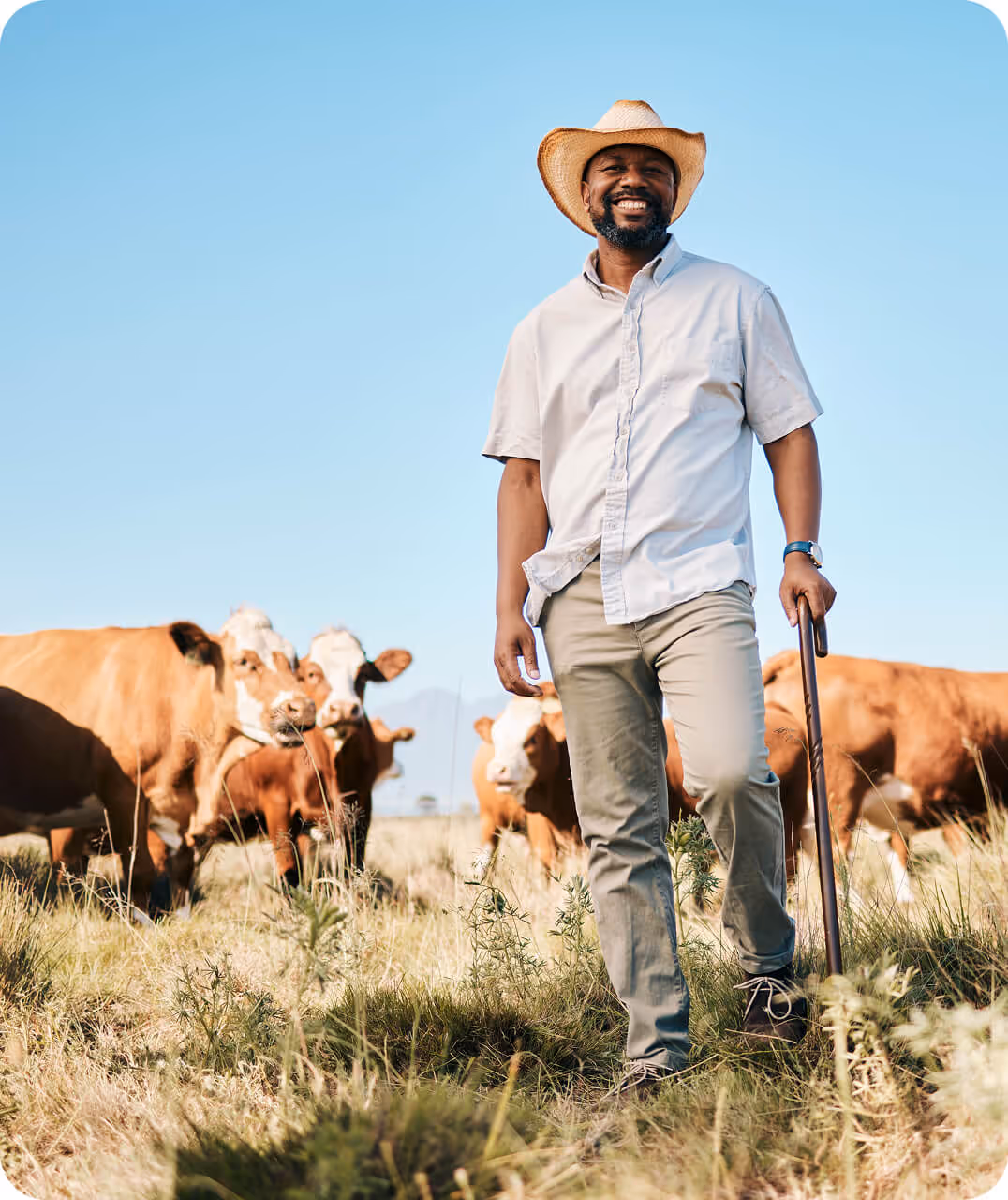 Smiling cattle rancher in a straw hat walking through a pasture with cows, representing effective cattle management and ranch operations.