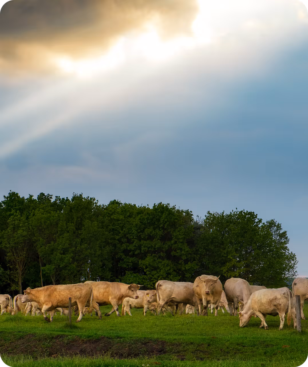 Cattle grazing in a lush pasture under a dramatic sky, illustrating effective pasture management for ranch operations.