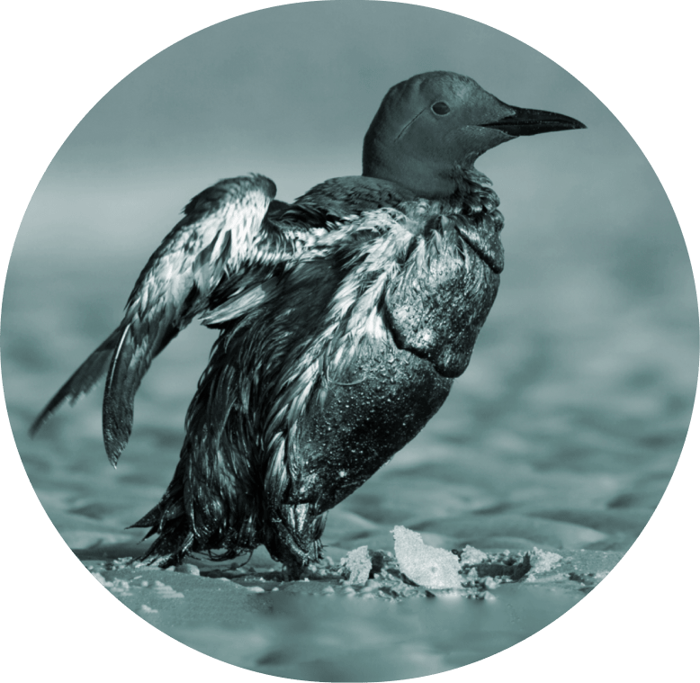 Oil Spill (bird)