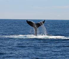 Ballena en San Pancho 