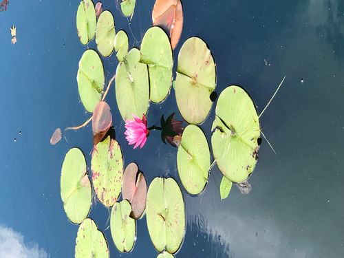 Yellow, red fall foliage