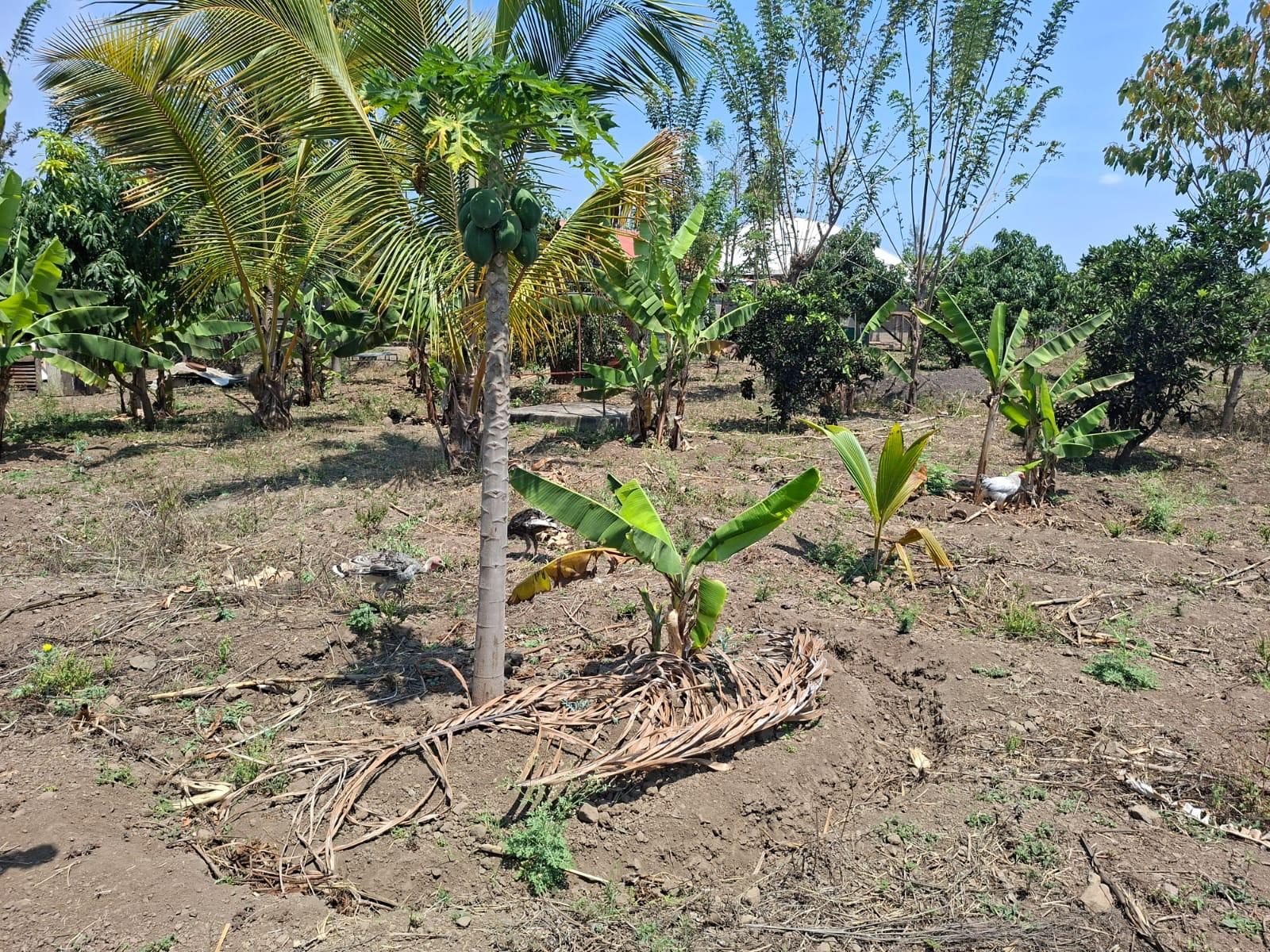 Jonge fruitbomen en bananenplanten op het land