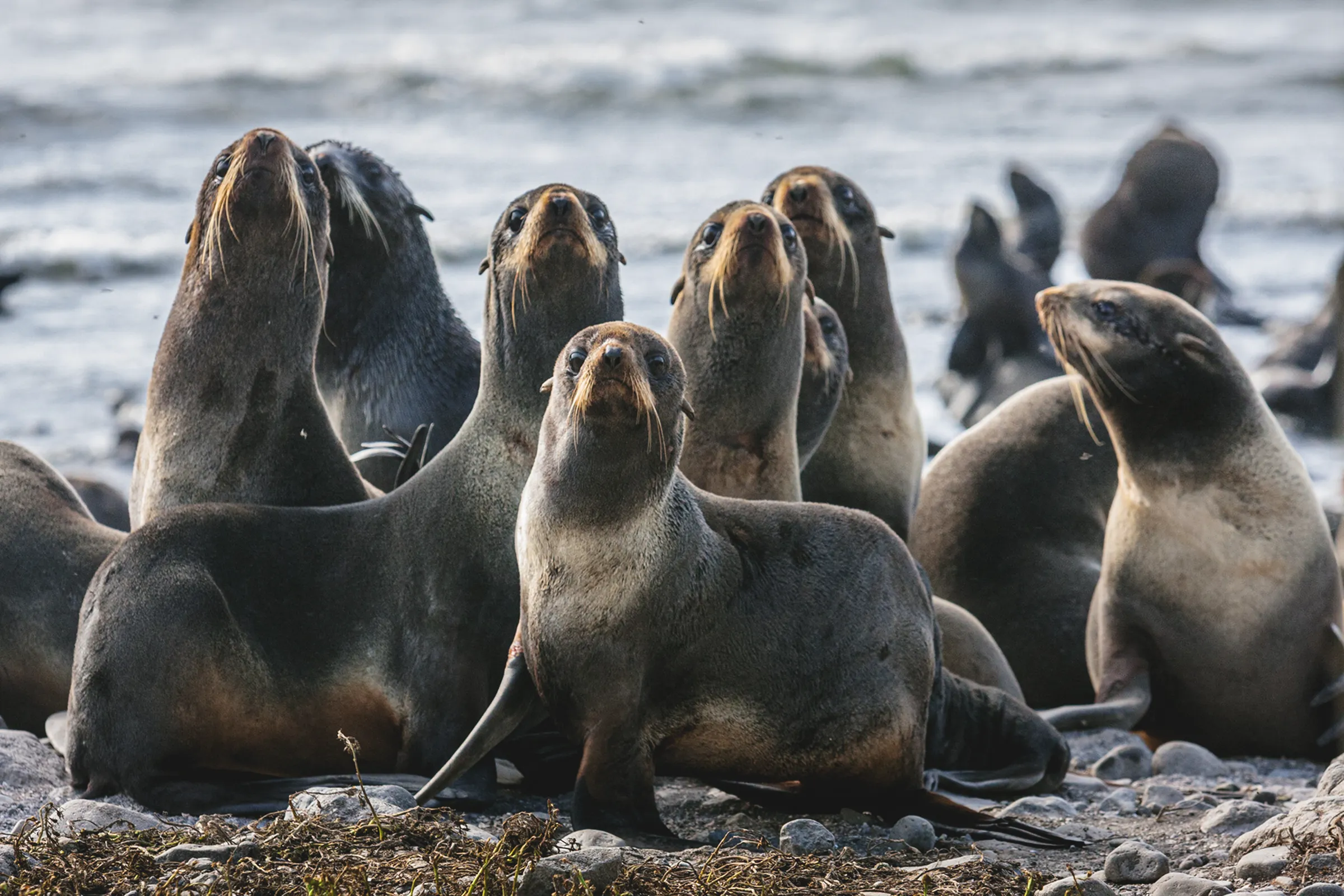 Котики, Командорские острова