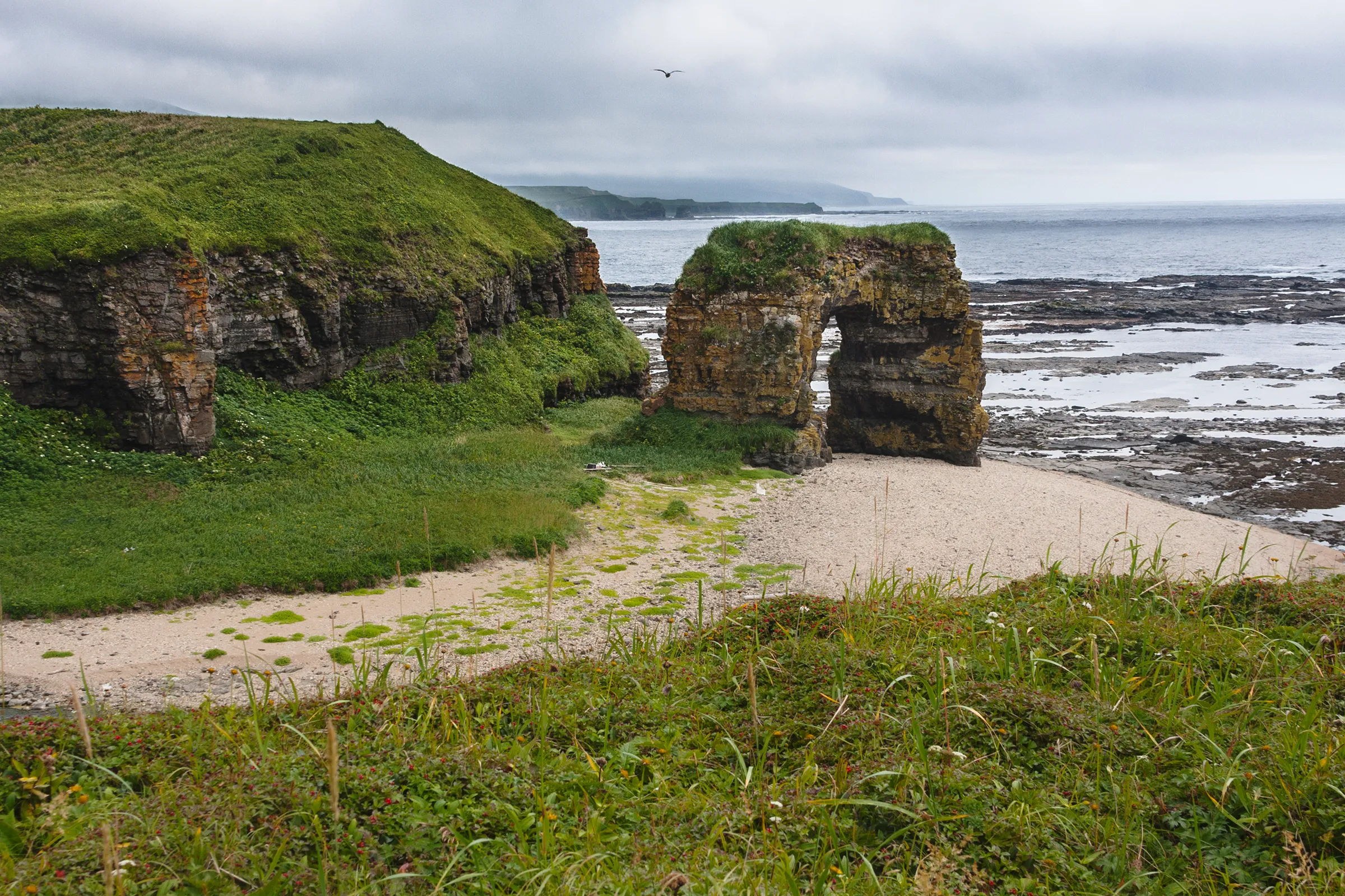 Арка Стеллера