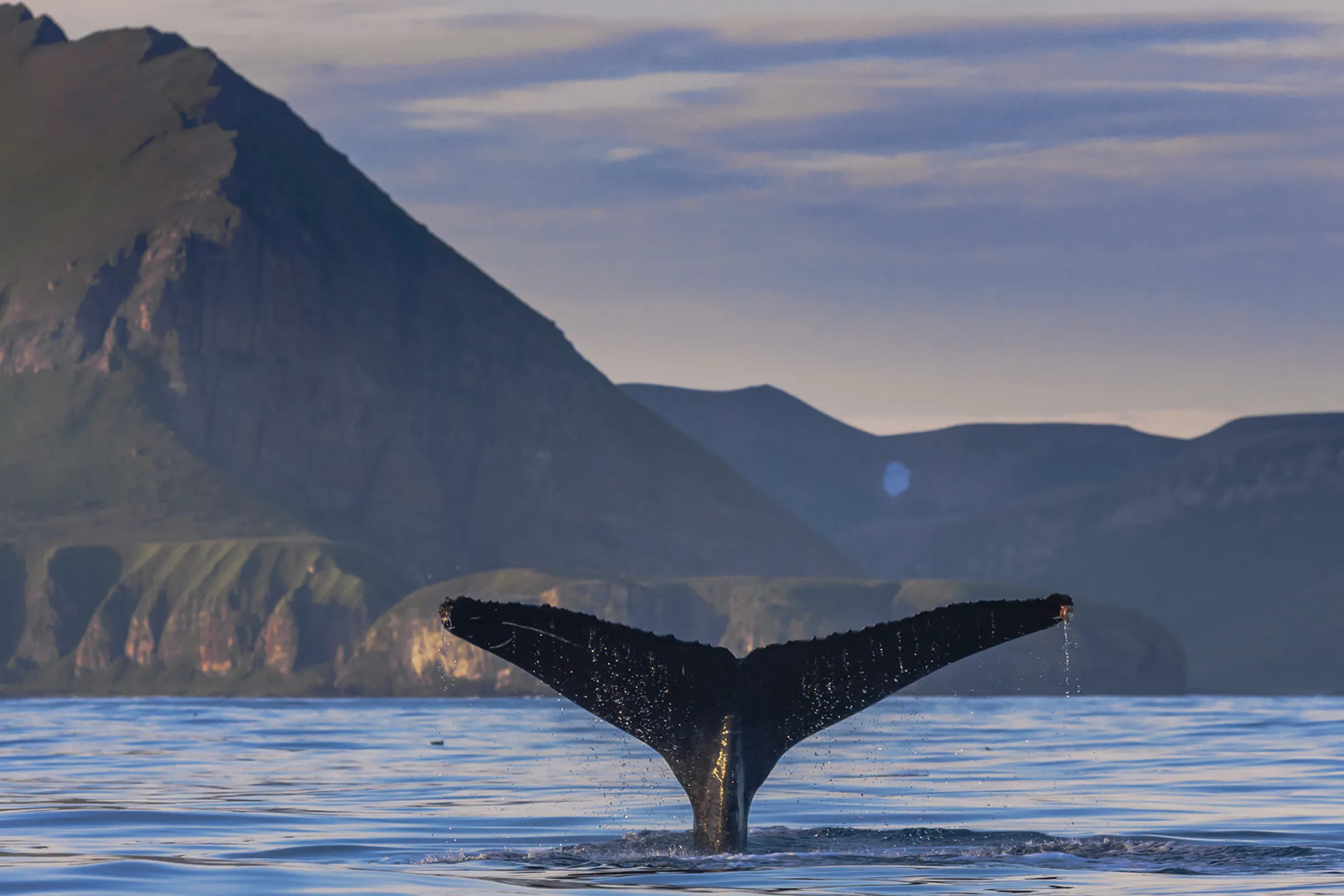 Кит, Командорские острова