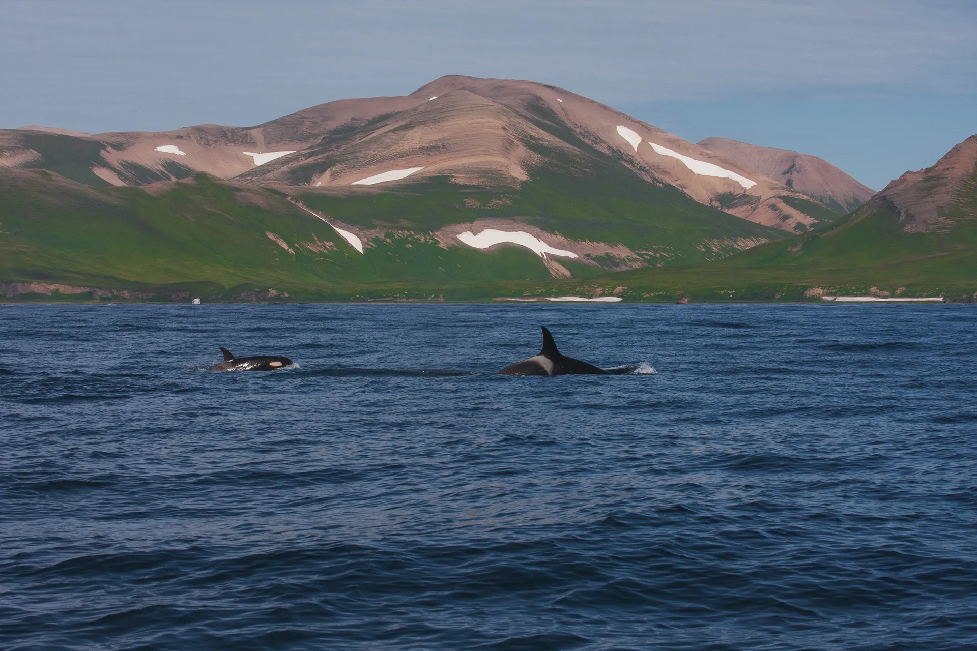 Командорские острова, косатки