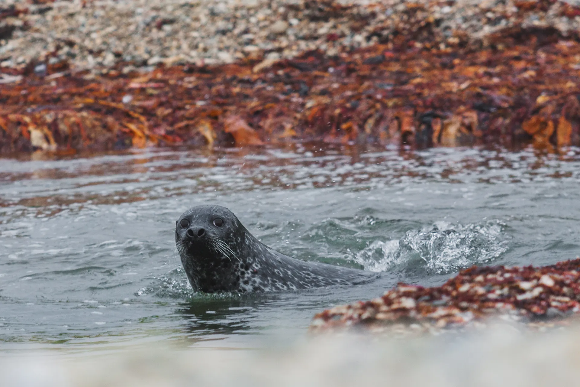 Командорские острова, нерпа