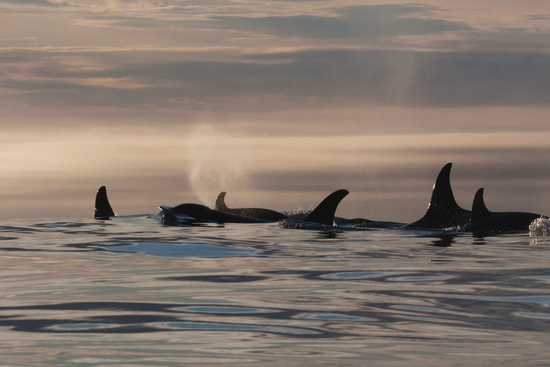 Командорские острова, косатки